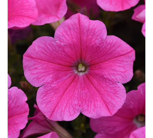 Петуния ампельная F1 E3 Изи Вейв Пинк Космо 5 шт.