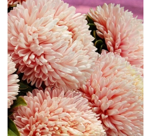 Астра китайская Хризантелла Пинк Мазер-оф-Перл - 10 шт.