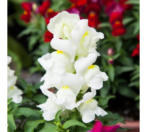 Львиный зев F1 Крэкл энд Поп Вайт - 10 шт.