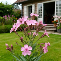 Смолевка (0)