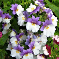 Немезия (0)