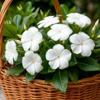 Катарантус (14)