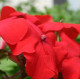 Бальзамин F1 Баланс Ред - 5 шт.