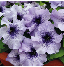 Петуния F1 Лимбо ДжиПи Блю Вейн - 10 шт.