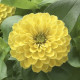 Цинния F1 Прециоза Лайт Еллоу - 3 шт.